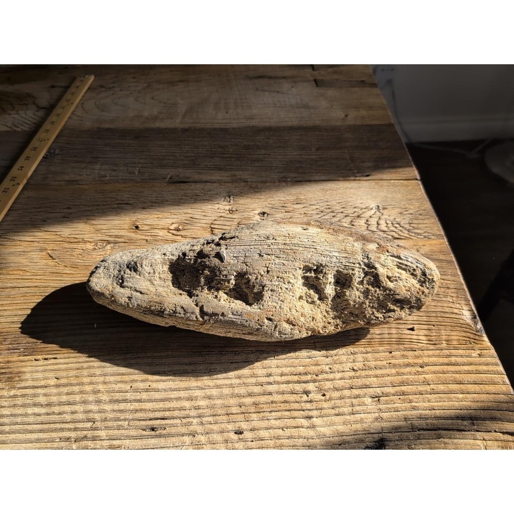 Natural Drift Wood So CA Beach Sculptural Coastal Decor Ocean Palm Tree Wood